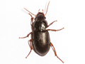 Curtonotus aulicus